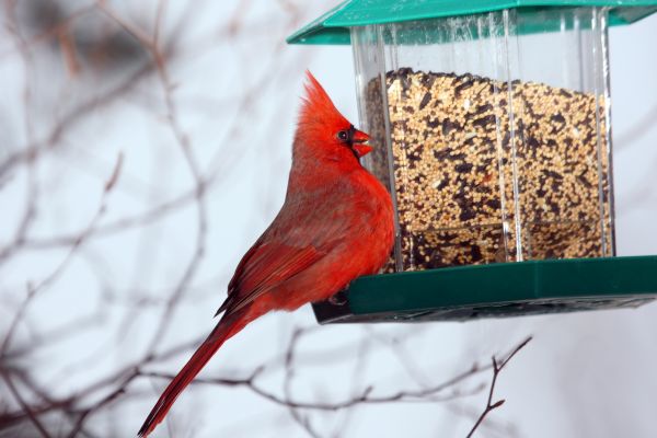 Bird Feeder Hanging in North Richland Hills