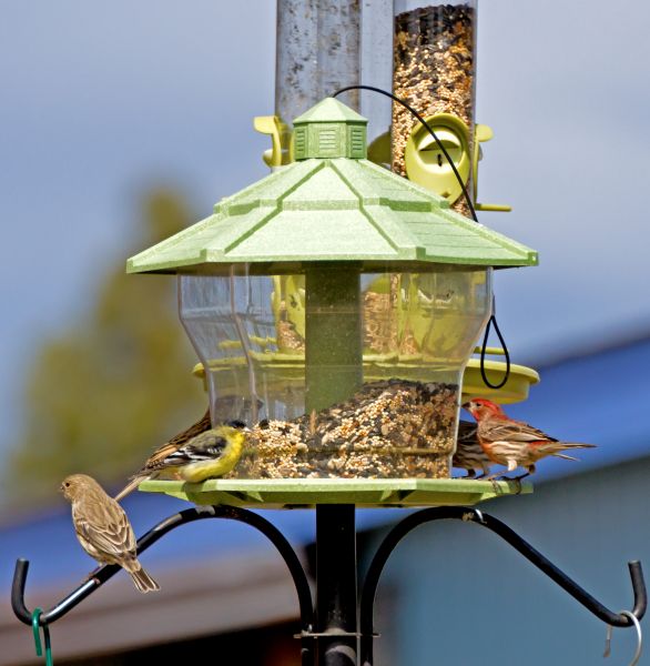 Bird Feeder Installation in North Richland Hills